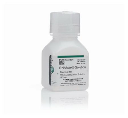 Picture of Molecular Biology Reagent Invitrogen™ RNAlater™ RNA Stabilizing Solution RNA Preparation / Purification 40 to 70% 500 mLAM7021