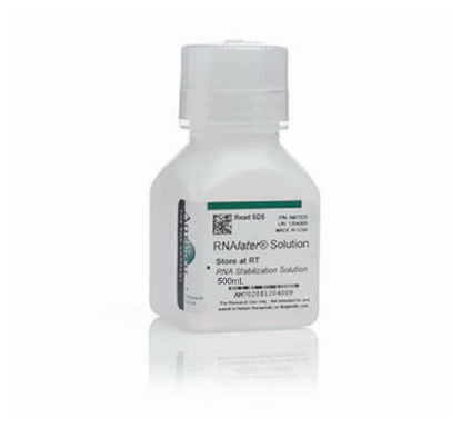 Picture of Molecular Biology Reagent Invitrogen™ RNAlater™ RNA Stabilizing Solution RNA Preparation / Purification 40 to 70% 500 mLAM7021