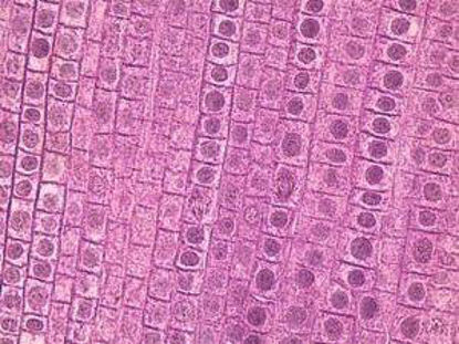 Picture of Teaching Microscope Slide Mitosis Fish / Onion 1 X 3 Inch932243