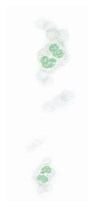 Picture of Differential Rapid Stain Set Quick III™ 3 X 16 oz.22246493