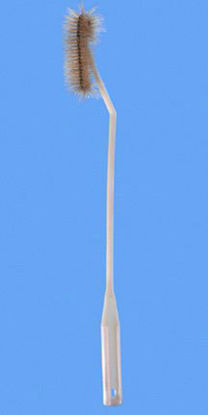 Picture of Flask Brush Fisherbrand® 16 Inch L, Bristle: 1.5 OD X 4 L Inch, Plastic Shaft and Handle, Extended Bristled End, Unbleached White Hog Bristles Flask / Bottle035715