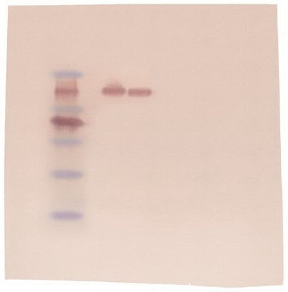 Picture of Western Blot Educational Kit Edvotek™ 6 blots, 2.5 hours Time Range, RefrigeratedS90257