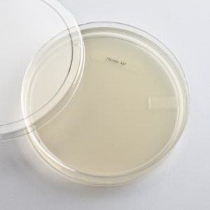 Picture of Culture Media Tryptic Soy Agar (TSA) Mono-Plate Format88V0925