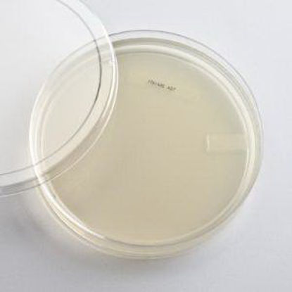 Picture of Culture Media Tryptic Soy Agar (TSA) Mono-Plate Format88V0925