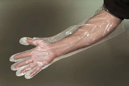 Picture of Elbow Length Food Service Glove One Size Fits Most Smooth Clear PolyethylenePG5E