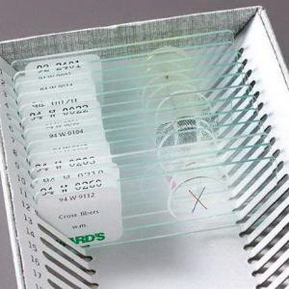 Picture of SLIDE SET GENERAL BACT 10BX 10/BX GEN BACTERIOLOGY95V0114