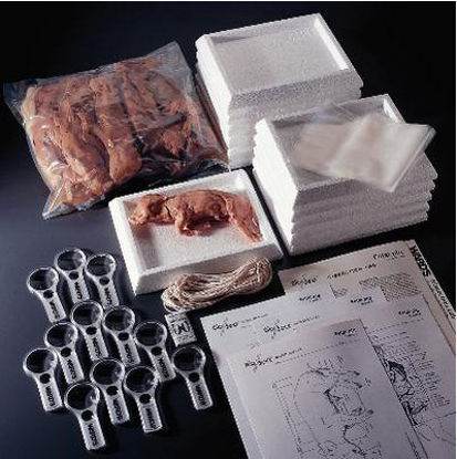 Picture of Fetal Pig Dissection Lab Set Preserved, 12 Students622050