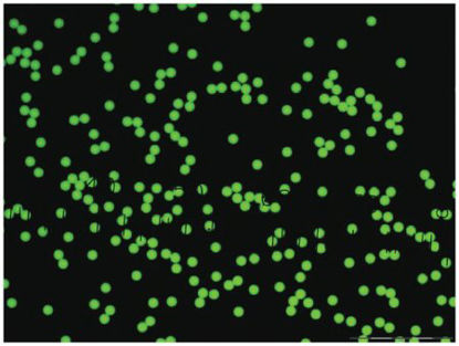 Picture of Fluorescent Particles Thermo Scientific™ Fluoro-Max™ Dyed Polystyrene Microsphere in Water Flow Cytometry / Microscopy PH 5.0 to 8.0 15 mL09980430