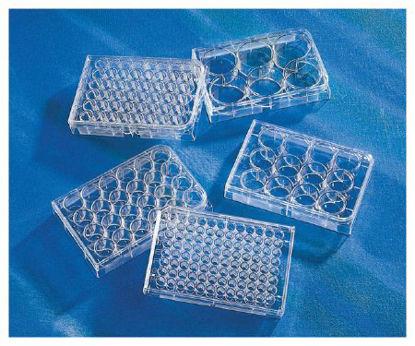 Picture of Multiwell Cell Culture Plate Costar™ Polystyrene09761146