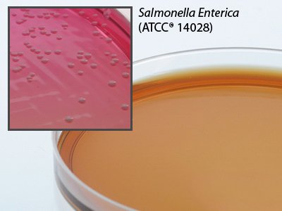 Picture of Prepared Media Brilliant Green Agar Mono-Plate FormatG75