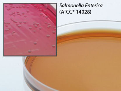 Picture of Prepared Media Brilliant Green Agar Mono-Plate FormatG75