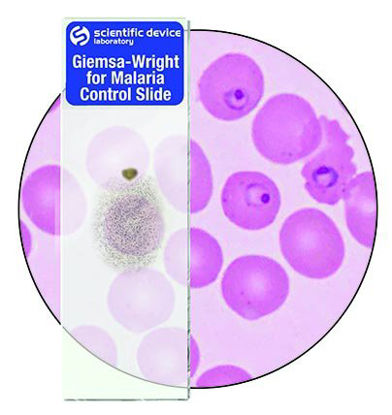 Picture of Microbial Identification Control Slide Malaria Positive Level 10 Slides430