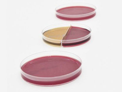 Picture of Pre-reduced Culture Media AnaeroGRO™ Brucella with Hemin and Vitamin K / Phenylethyl Alcohol Agar / Bacteroides Bile Esculin Agar Bi-Plate FormatAG303