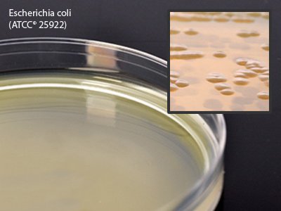 Picture of Prepared Media Brain Heart Infusion (BHI) Agar Deep Fill Plate FormatW163