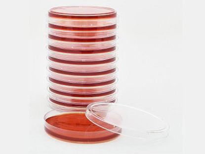 Picture of Prepared Media Burkholderia cepacia Selective Agar Mono-Plate FormatG09