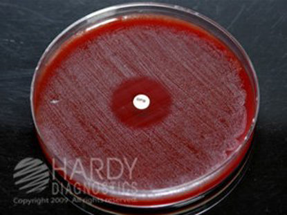 Picture of Indentification Disk HardyDisk™ SPS Gardnerella vaginalis / Peptostreptococcus anaerobius / Haemophilus ducreyi 1 µgZ7381