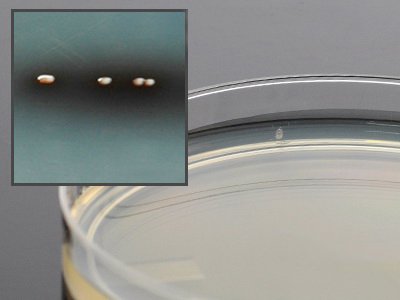 Picture of Prepared Media Bile Esculin Agar Mono-Plate FormatG12