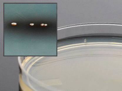 Picture of Prepared Media Bile Esculin Agar Mono-Plate FormatG12