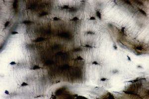 Picture of Teaching Microscope Slide Ground Bone 1 X 3 Inch936140