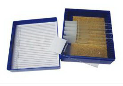 Picture of Control Slide Pneumocystis Tissue22026702