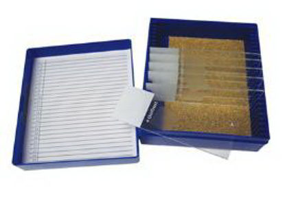 Picture of Periodic Acid Schiff (PAS) Control Slide Fungi22026710