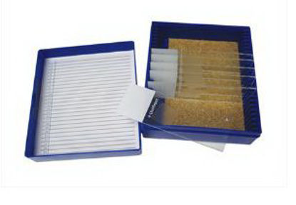 Picture of Control Slide Periodic Acid Tissue22026720