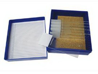 Picture of Gram Stain Control Slide Fungi22026711