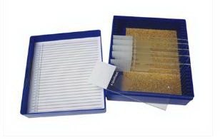 Picture of Control Slide Gram Organism Tissue22026714