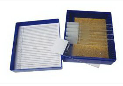 Picture of Control Slide Massons Tissue22026717