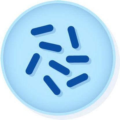 Picture of Microbial Identification Quality Control Organism KWIK-STIK™ C. Difficile 6 Units0329K