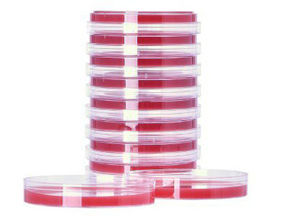 Picture of Prepared Media Brucella Blood Agar with Hemin and Vitamin K Red Petri Plate FormatA30