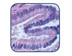 Picture of Lithium Blue Stain 1 gal.L-B1G