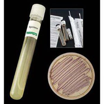 Picture of TUBE CULTURE BACILLUS SUBTIL 16X125 D/S85V0228