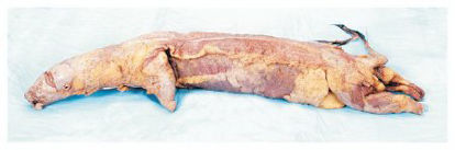 Picture of Formalin Mink Specimen Carolina™ 15 Inch, Double Injection Type (Red latex in arterial system, blue latex in systemic veins) , Formalin PreservativeS37305