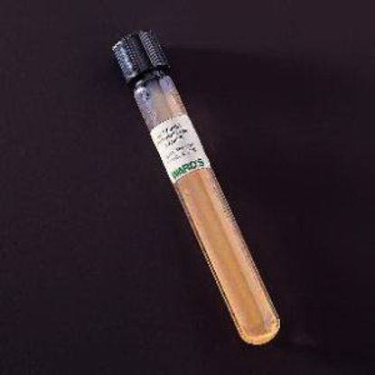 Picture of TUBE, CULTURE E. COLI D/S85V0411