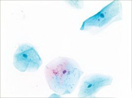 Picture of PAPANICOLAOU STAIN 500ML D/SHT40316-500ML