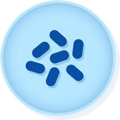 Picture of Quality Control Organism Lyfo Disk™ Haemophilus Influenzae, ATCC® 35056™ Chocolate Agar0993L