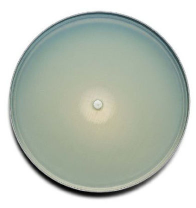Picture of Prepared Media BD BBL™ Mueller Hinton Agar with 5% Sheep Blood Red Mono-Plate FormatB21176X