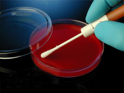 Picture of Quality Control Organism Kwik-Stik™ Duo-Pak™ Staphylococcus Aureus ATCC® 11632™ Lyophilized Pellet 2 Swabs Tryptic Soy Agar (Soybean Casein Digest Agar), Non-selective Sheep Blood Agar, Standard Methods Agar (Plate Count Agar) or Nutrient Agar0462P