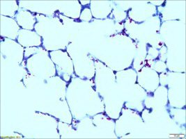 Picture of STAIN, CARBOL FUSCHIN 500ML D/SHT80116-500ML