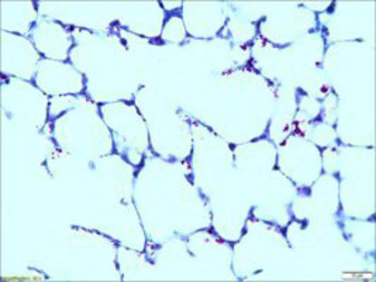 Picture of STAIN, CARBOL FUSCHIN 500ML D/SHT80116-500ML