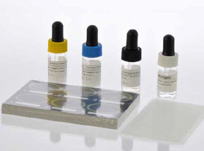 Picture of Rapid Test Kit Microscreen® Latex Agglutination Test Campylobacter Solid Selective Media Sample 50 TestsF46