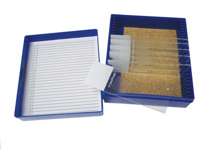 Picture of Histology Control Slide Trichrome Tissue 11 SlidesESCS-129