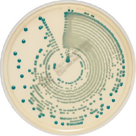 Picture of Culture Media chromID® Methicillin Resistant Staphylococcus Aureus (MRSA) Agar / S. Aureus Agar Bi-Plate Format414524