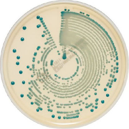 Picture of Culture Media chromID® Methicillin Resistant Staphylococcus Aureus (MRSA) Agar / S. Aureus Agar Bi-Plate Format414524