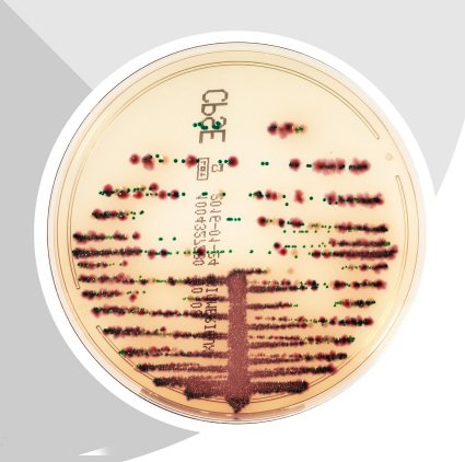 Picture of Culture Media chromID® CPS® Elite CPSE Agar Mono-Plate Format416172