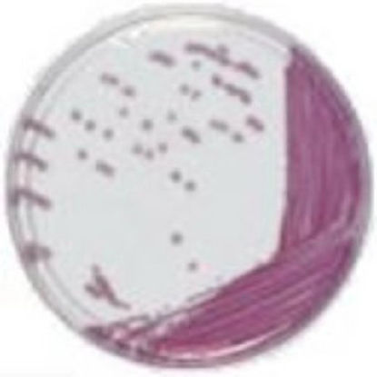 Picture of Culture Media chromID® Chromogenic Media Mono-Plate Format43621