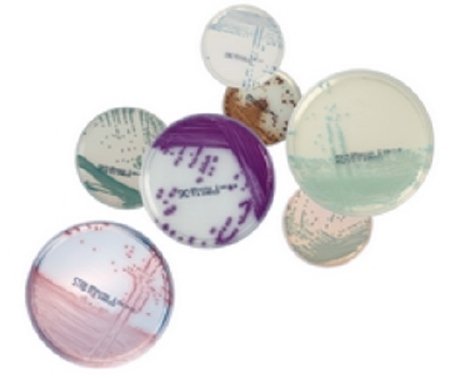 Picture of Culture Media chromID® Chromogenic Media, Hektoen Enteric Agar (HEA) Bi-Plate Format43465