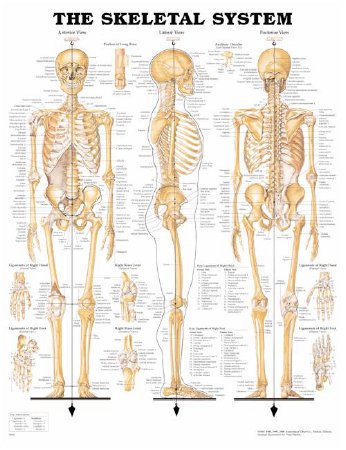 Picture of Anatomical Chart Skeletal System 20 X 26 Inch Plastic Wall Mount Laminated1587790629