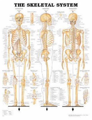 Picture of Anatomical Chart Skeletal System 20 X 26 Inch Plastic Wall Mount Laminated1587790629
